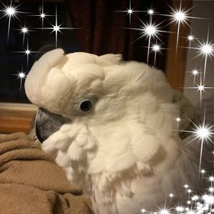 Meet your Posher, Sherrie